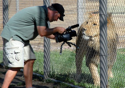 Shooting big cats for Lions, Tigers & Bears